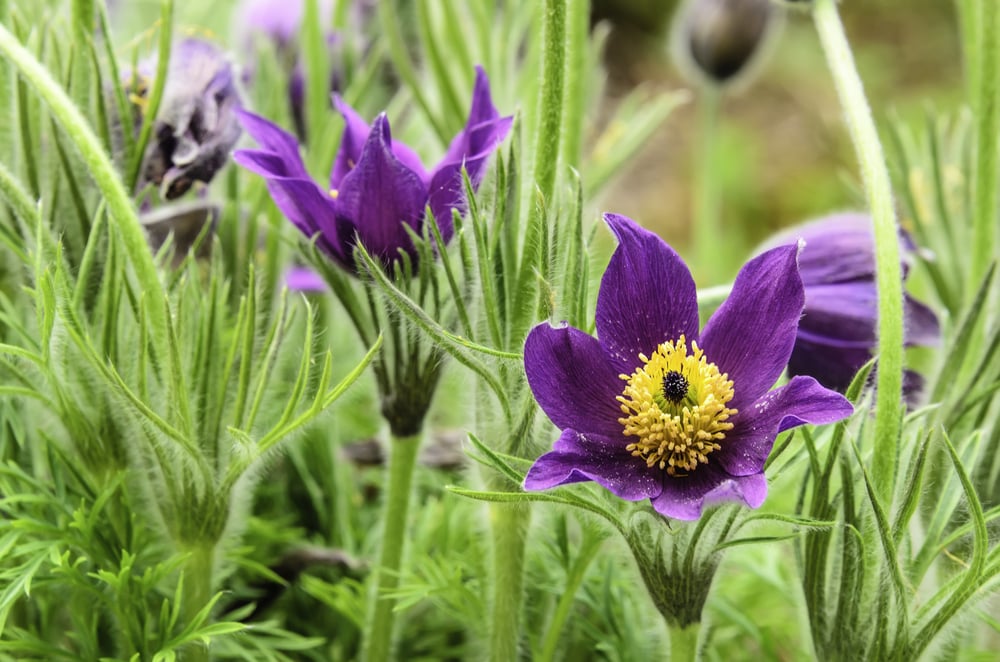 Pasque flower (binomial name Pulsatilla vulgaris) in garden, spring in northern Illinois