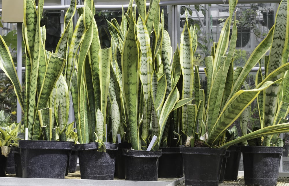 Potted snake plants (botanical name Sansevieria trifasciata), also known as mother-in-laws tongue (poisonous if ingested), an ornamental native to tropical western Africa, on table in greenhouse