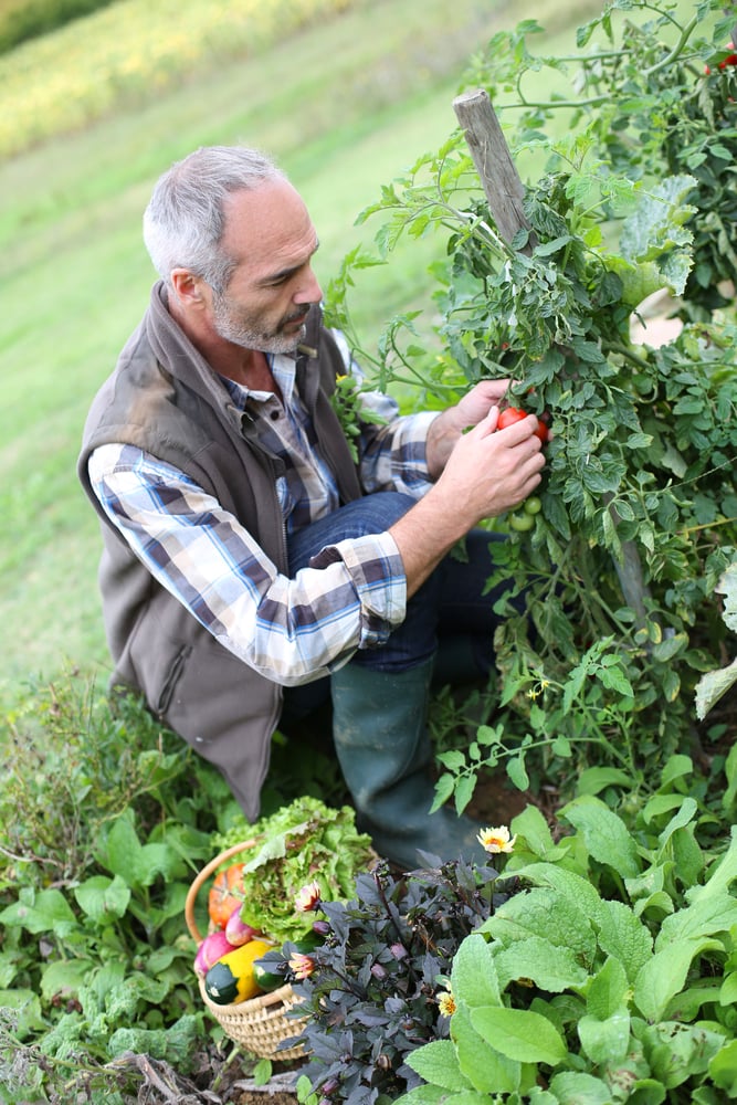 Senior man in kitchen garden picking vegetables